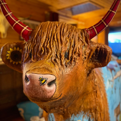 Harry Gow’s Highland Cow!